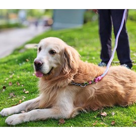 Mycicy 2/3/4/6/10 Foot Reflective Dog Leash Strong Nylon Rope Braided Heavy Duty for Large Medium Dogs Walking Training Leads (Pink, 6ft * 3/4" Thick)