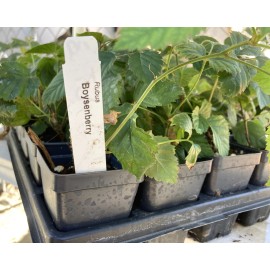 Boysenberry Plant – Live Boysenberry Plant