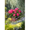Premier Plant Solutions 21376 Summer Crush Hydrangea Macrophylla Flowering Shrub