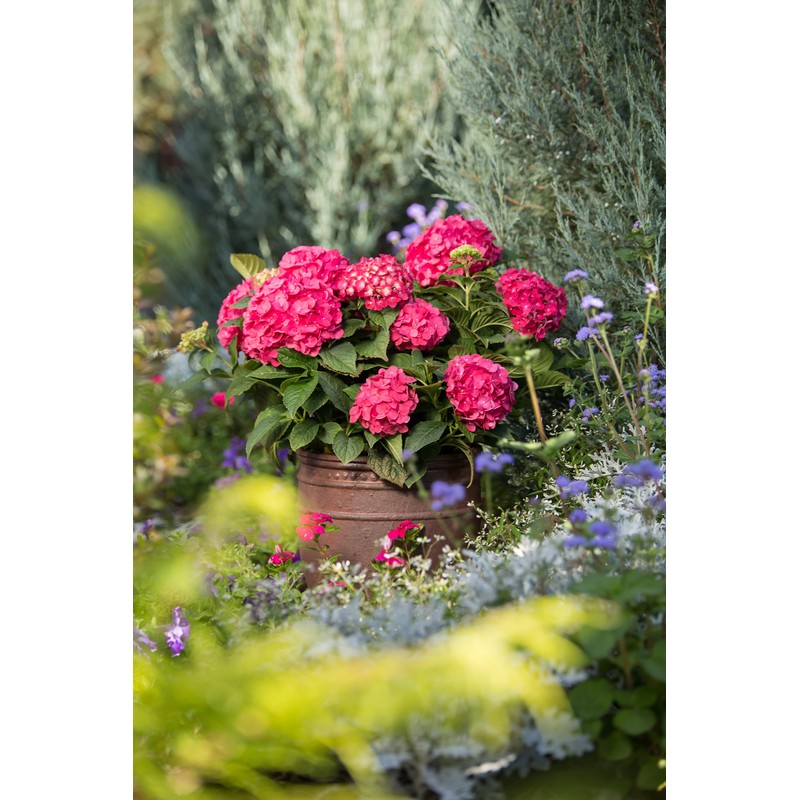 Premier Plant Solutions 21376 Summer Crush Hydrangea Macrophylla Flowering Shrub