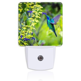 Neidius Green Violet Ear Hummingbird Night Light,Nature Salvia Mexicana Plug-in Night Light Auto Dusk-to-Dawn Sensor Energy Efficient LED Lamp for Room Decor,Hallway,Kitchen,Bathroom,Nursery,Stairs
