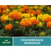 Southern Seeds Marigold, Crackerjack - 100 Seeds - Giant blossoms