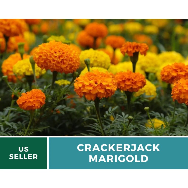 Southern Seeds Marigold, Crackerjack - 100 Seeds - Giant blossoms