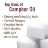 Camphor Oil (Cinnamonutn camphora) 100% Natural Pure Undiluted Uncut Carrier