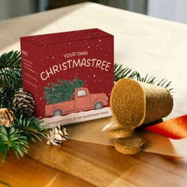 Christmas Tree Growing Set as Advent Calendar Filling - Mini Gift as an Idea for the Advent Calendar for Women and Men - Nordmann Fir for Planting Yourself