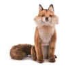 Hansa Acorn Fox 30 No. 6098