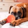 Juguete Pelota De Caucho Spiny Para Perro