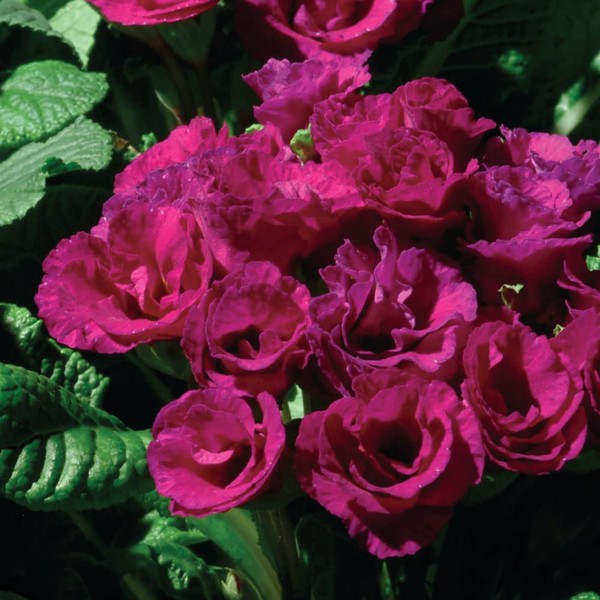 Outsidepride Primlet Purple Common Primrose Seeds - 20 Pcs Annual,