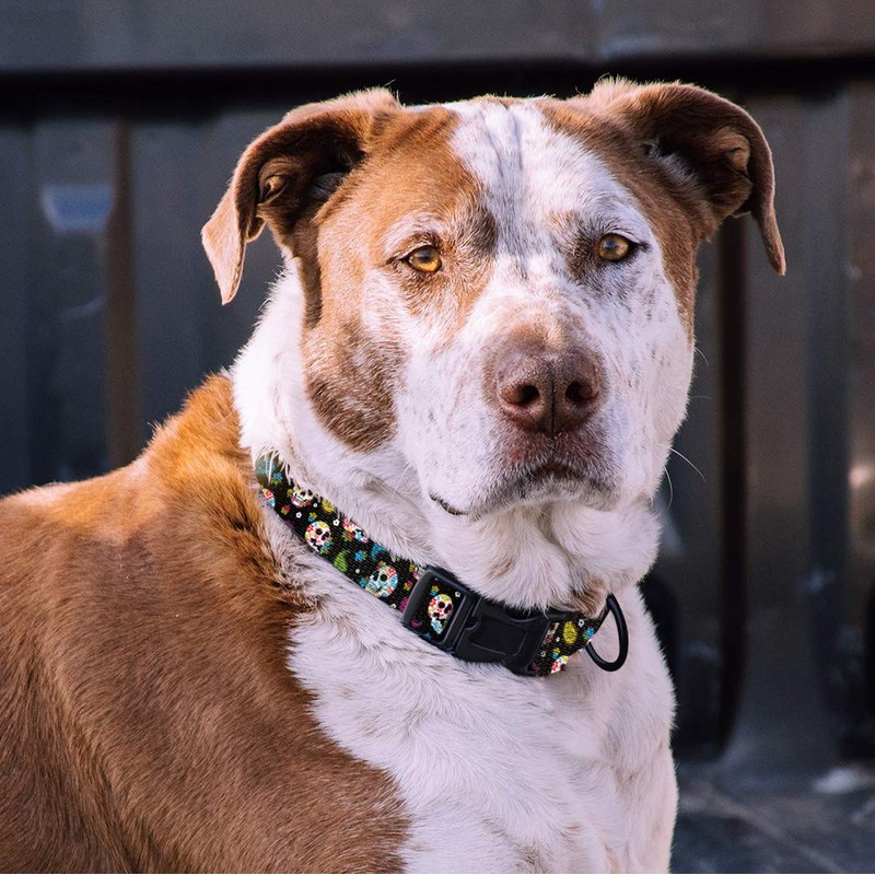 WIRESTER Adjustable Pet Collars for Small Medium Dogs with Pattern