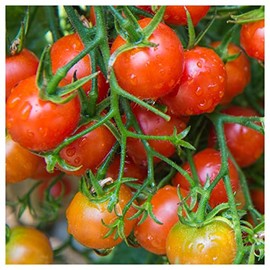Everwilde Farms - 1 Oz Stupice Heirloom Tomato Seeds - Gold Vault