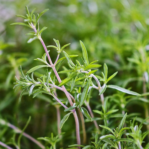 Summer Savory Herb 200-64,000 Seeds Healthy Green Annual Perennial Heirloom