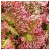 Everwilde Farms - 1 Lb Lolla Rosso Darky Lettuce Seeds