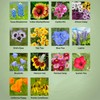 New Mexico Wildflower Seed Mix, Covers 325 Sq Ft, 14