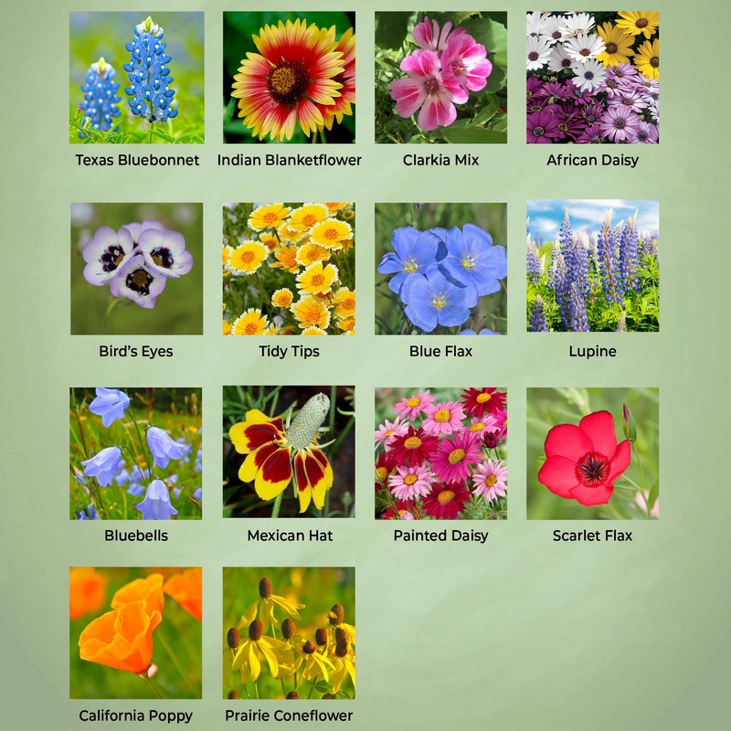 New Mexico Wildflower Seed Mix, Covers 325 Sq Ft, 14