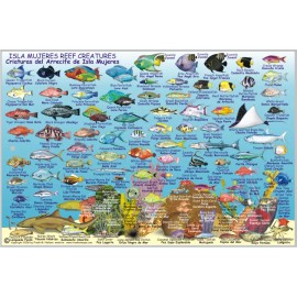 Isla Mujeres Mexico Map & Reef Creatures Guide Waterproof Fish Card Franko Maps