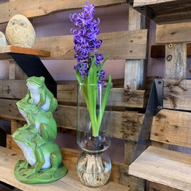 Hyacinth Bulb Kit Custom Glass Vase for Forcing Indoors No Messy Soil Spring Bulbs Large Fragrant Flower Indoor Growing Planting Giant Hycinthia Plant Forced Plants Hycinth Prechilled Ready to Grow