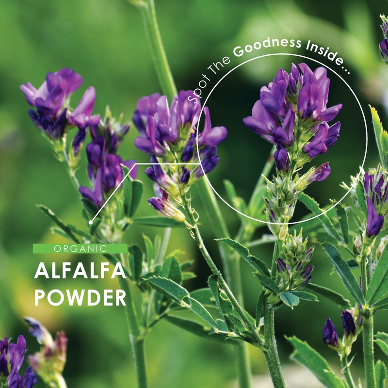 Organic Alfalfa 1200mg – 120 Vegan Capsules (2 Months Supply)
