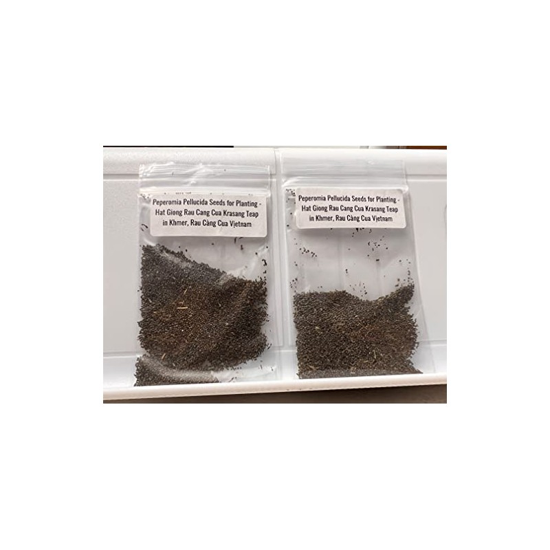 2 Bags of 2000++ Seeds Hạt giống rau càng cua