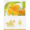 Eco HB-S Shampoo (Kinnmokusei), 16.9 fl oz (500 ml)