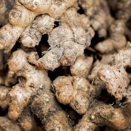 Thai Black Ginger Extract Black Ginger Krachai Dam Black Ginger Fabiflora Effectiveness 200 Tea Bags Tea / 태국 흑생강 추출물 검은생강 끄라차이담 블랙진저 파비플로라 효능 200티백 차