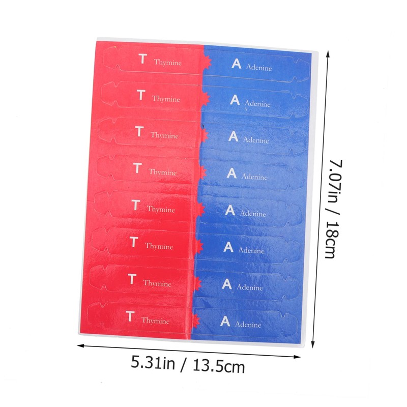 BESPORTBLE Self Assembling DNA Model Kit Interactive Science Educational Tool