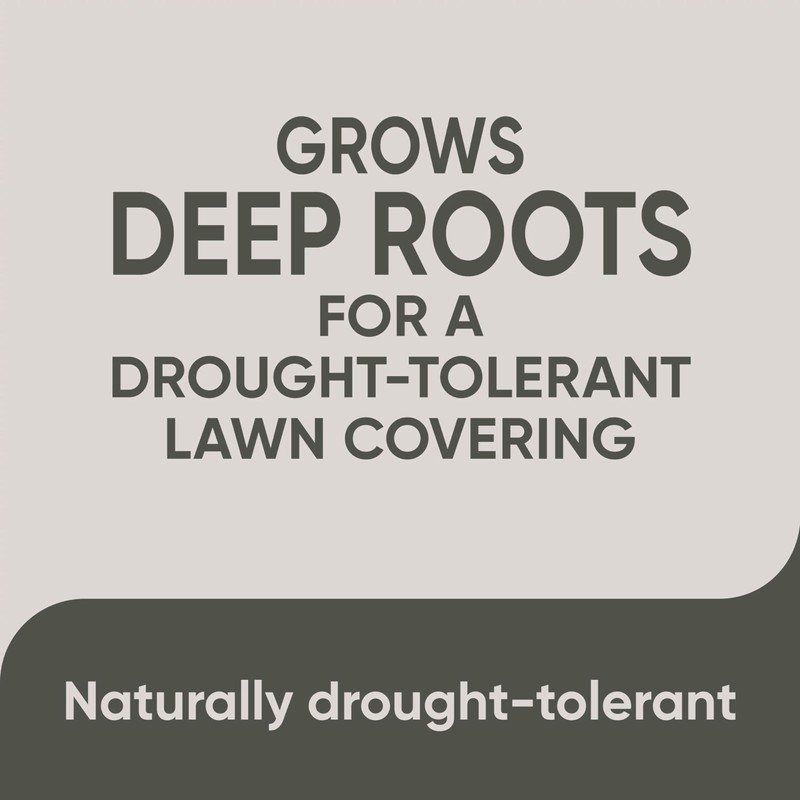 Scotts Pursue Blue Grama with Natural Seed, Seeding for Large