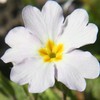 Outsidepride Common Primrose White - 100 Seeds