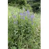 Health Embassy Speedwell Herb (Veronica Officinalis – Veronicae Herba) (100g)