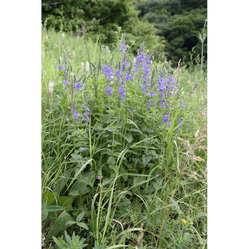 Health Embassy Speedwell Herb (Veronica Officinalis – Veronicae Herba) (100g)