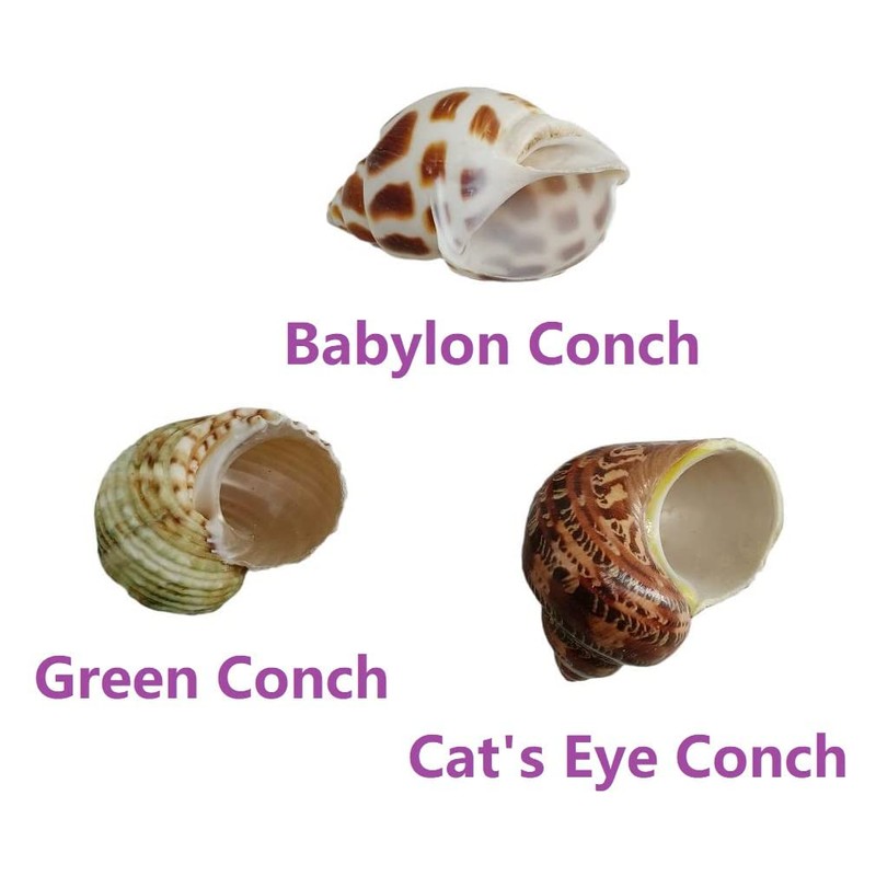 3 PCS Hermit Crab Shells 2~2.7Inch Natural Hermit Crab Shells