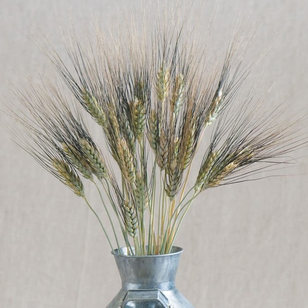 Palm Beach Medicinal Herbs - Black Tip Wheat Ornamental Grass