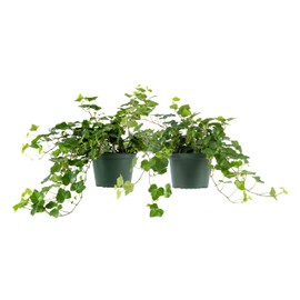 American Plant Exchange English Ivy – Live 6-Inch 2-Pack, Fast-Growing Air-Purifying Vine, Easy-Care Indoor & Outdoor Houseplant for Hanging Baskets, Walls & Home or Office Décor