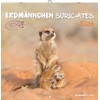 Alpha Edition - Erdmännchen 2026 Broschürenkalender, 30x30cm, Wandkalender mit Platz
