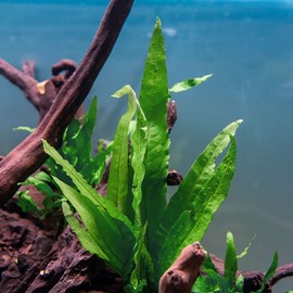 SubstrateSource Java Fern Live Aquarium Plants - Potted Freshwater Plant for Fish Tanks - Beginner Friendly, Low Light (Philippine, 1 Pot)