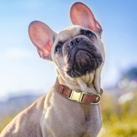 Beirui Soft & Breathable Leather Padded Dog Collar - Heavy Duty Leather Dog Collar with Durable Quick Release Buckle - Well Made Stylish Dog Collar Leather for Small Medium Large Dogs,Brown,M