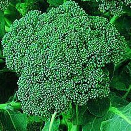 Di Cicco Broccoli - 1 g ~350 Seeds - Non-GMO, Open Pollinated, Heirloom, Vegetable Gardening Seeds & Micro Greens Seeds