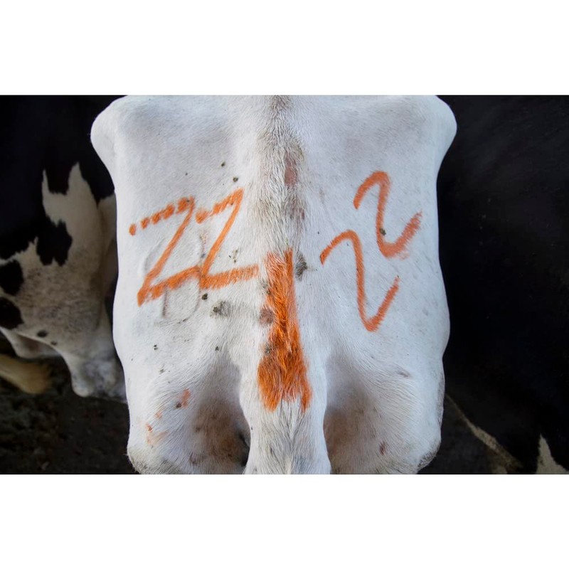 LACO All Weather Multi-Purpose Marker, "All Weather Paintste 61022