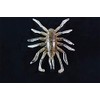 JACKALL Worm RV-Bug 1.5" Site Chart Chili Pepper