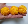 Foodarama Yellow Scotch Bonnet Pepper 10+ Seeds