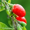 Outsidepride Goji Berry Fruit Plant Seeds - 20 Seeds
