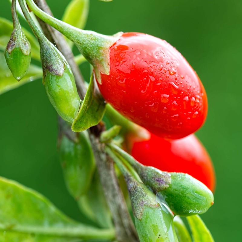 Outsidepride Goji Berry Fruit Plant Seeds - 20 Seeds