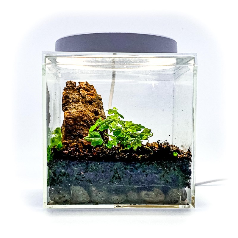 Generic Tiny Terrarium Kit for Springtails (4x4 inch) - BioActive