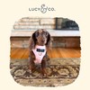 Lucy & Co. Cute No-Pull Rosewater Teddy Harness - Stop