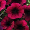 Outsidepride Burgundy Velour Easy Wave Petunia Flower Seeds - 15