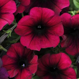 Outsidepride Burgundy Velour Easy Wave Petunia Flower Seeds - 15 Seeds