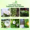 Outsidepride Pearly Gates Morning Glory Seeds - 250 pcs Annual