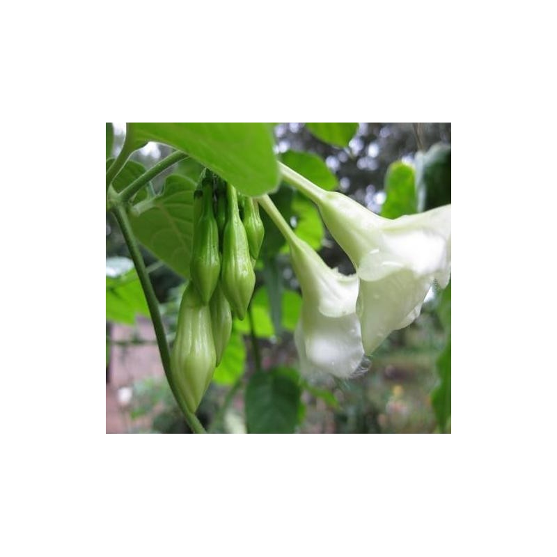 SPECIAL COMBO 20 Loroco Plant Seeds & 20 Seeds Chipilin