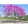 Seed-Top 60 Pink Tabebuia Rosea Seeds Trumpet Tree Handroanthus chrysotrichus