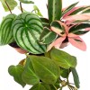 Florida House Plants BubbleBlooms Indoor Foliage Assortment, 4 inch Set