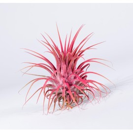 Air Plants - Tillandsia Ionantha - Organically Enhanced Color - Live Arrival Guaranteed - House Plants for Home Decor & Gift (Coral Glow 1 Pack)